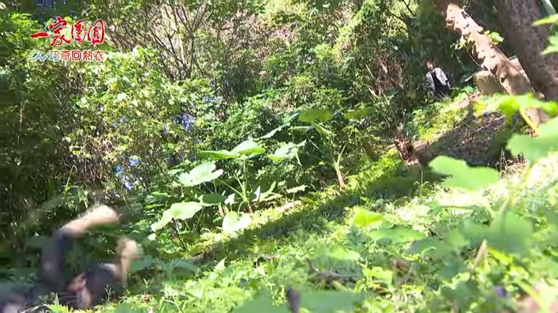 林則希劇中墜入山谷，觀眾以為領便當