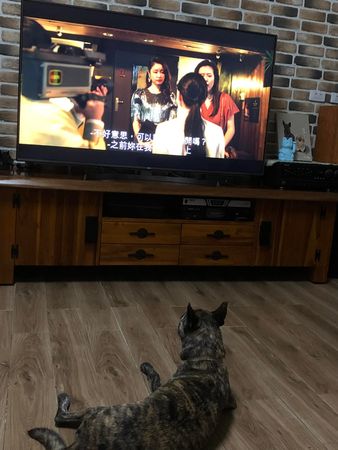▲▼虎斑狗也瘋追《華燈初上》。(圖/有點毛毛的/網友林惠珍提供)