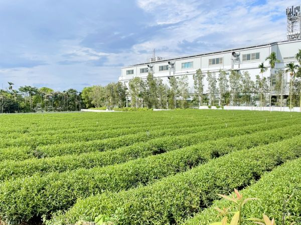 ▲▼茶園。（圖／台灣房屋提供）