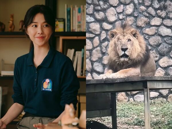 ▲▼壽山非洲獅二哥辭世！《動物園》邵雨薇悼念：身體不痛了。（圖／翻攝自臉書、IG）