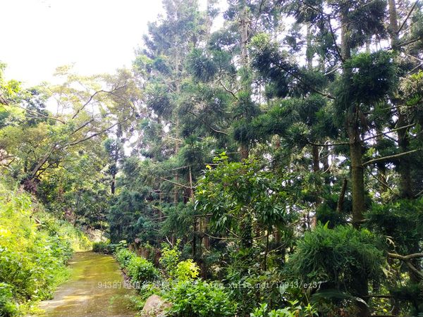 ▲▼台南景點。(圖/943的超值省錢旅行秘笈提供)