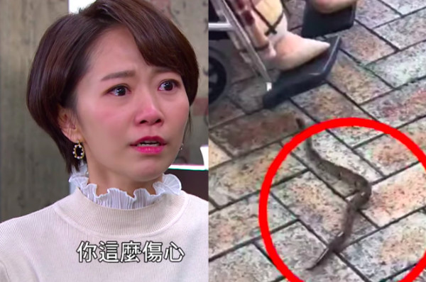 ▲▼何依霈《炮仔聲》差點被蛇咬 。(圖/翻攝自Facebook/何依霈) ▲▼何依霈《炮仔聲》差點被蛇咬 。(圖/翻攝自Facebook/何依霈)