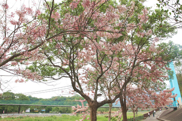 ▲網美必踩嘉義賞花打卡點。（圖／嘉義縣政府提供）
