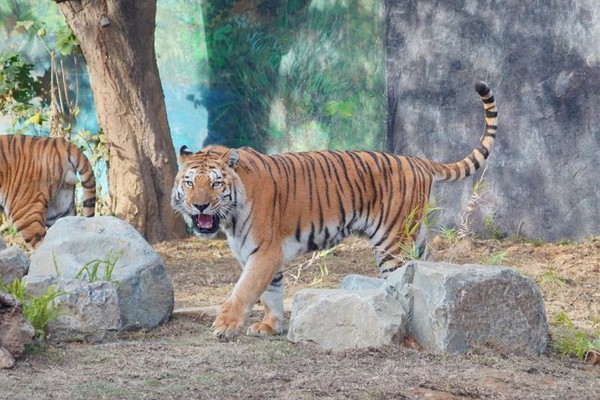 ▲▼特搜全台動物園。（圖／ReadyGo）